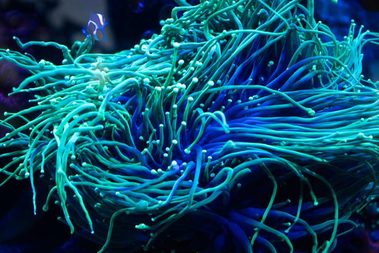 Torch Coral Care The Complete Guide Avid Aquatics